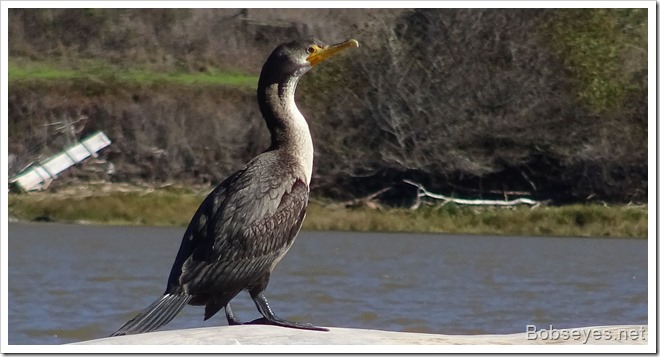 cormorant