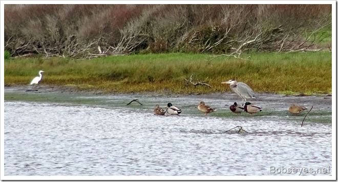 ducks