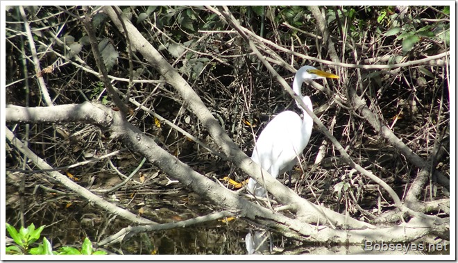 egret