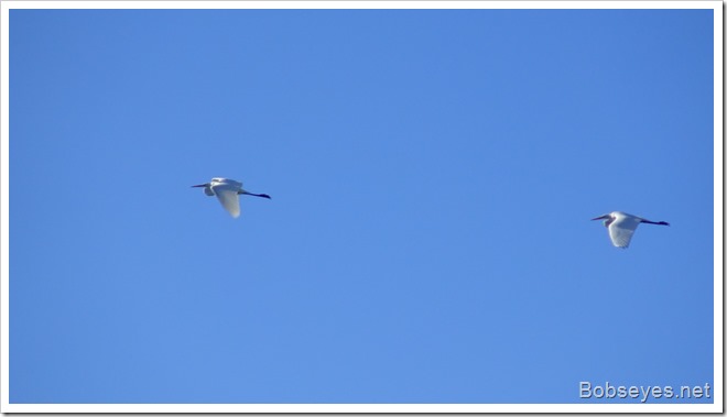 egrets