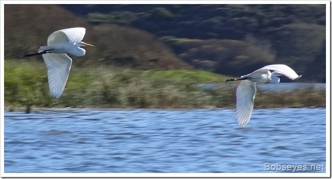 egretsfly