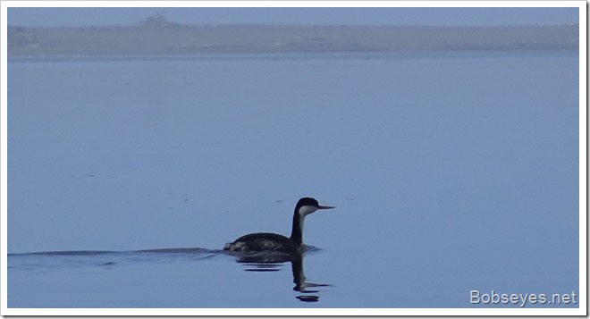 grebe