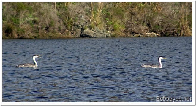 grebe