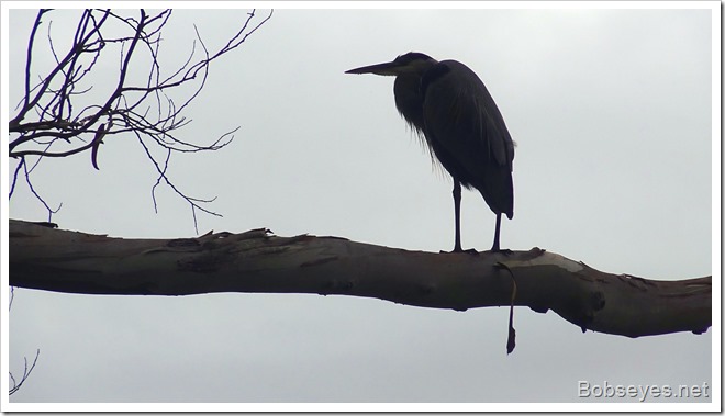 heron