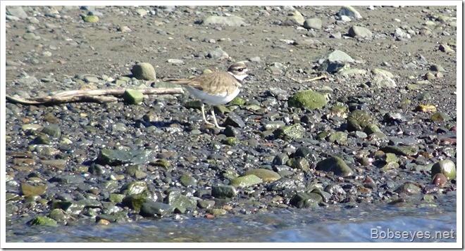 kildeer