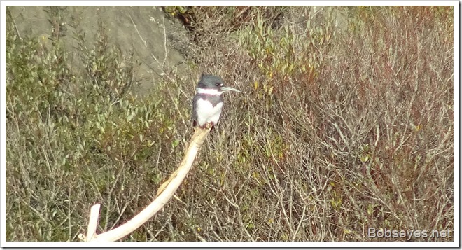 kingfisher