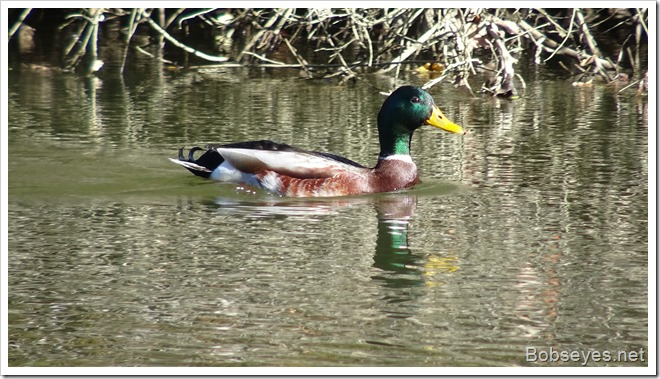 mallard