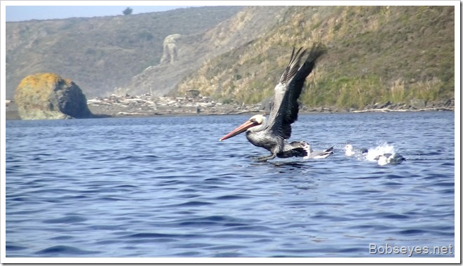 pelican