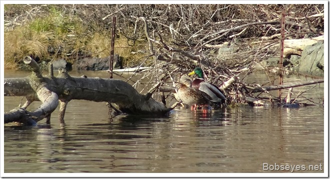 ducks