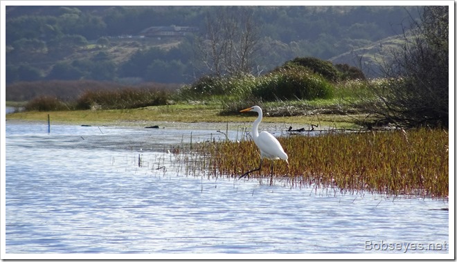 egret