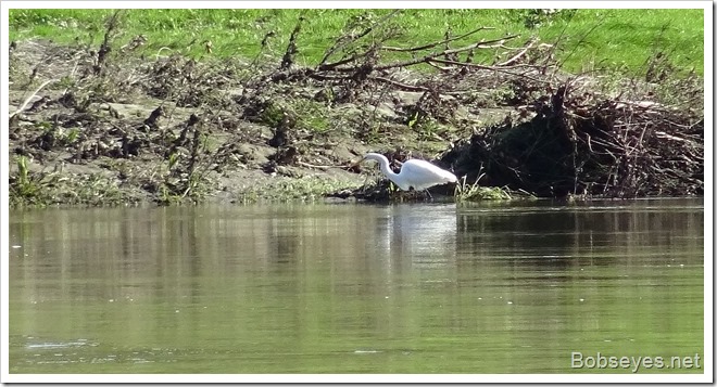 egret