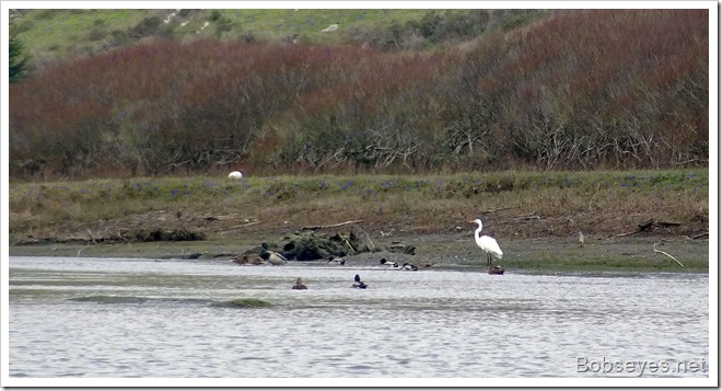 egret