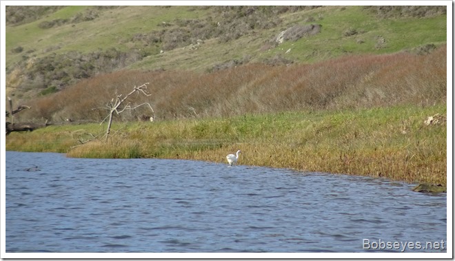 egret