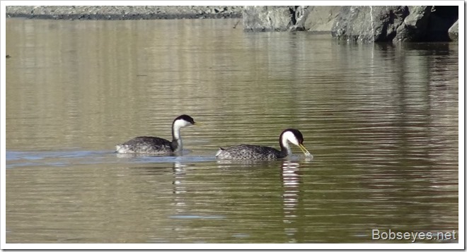 grebe