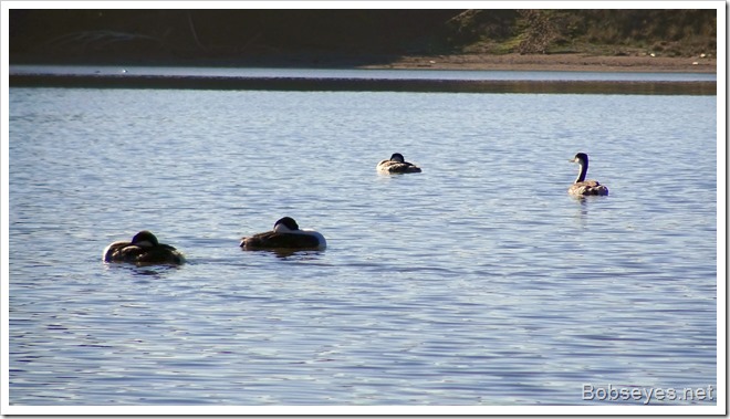 grebe