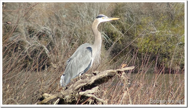 heron2