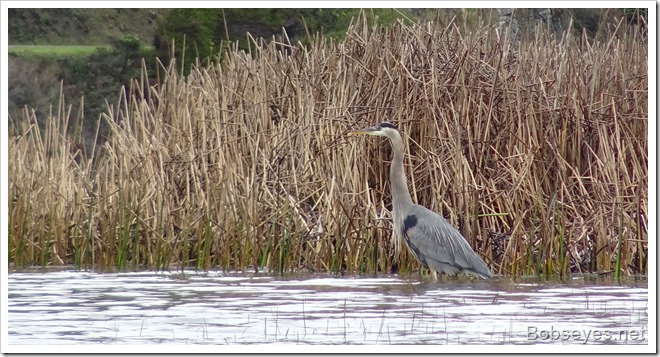 heron