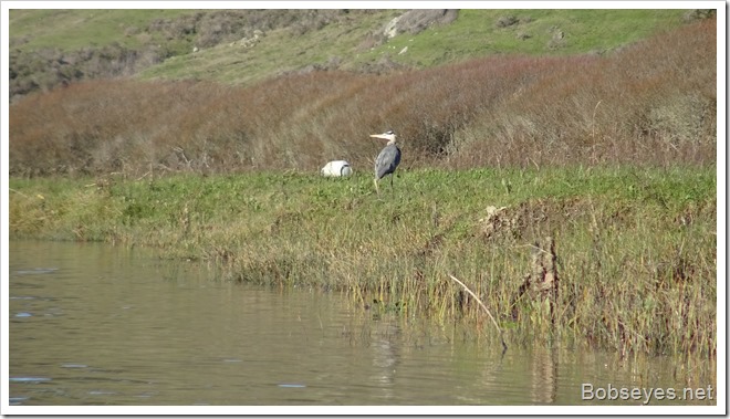 heron