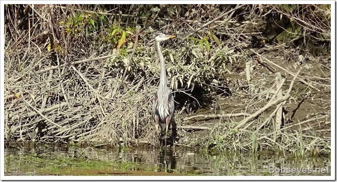 heron