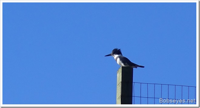 kingfisher