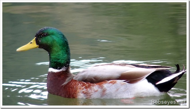 mallard