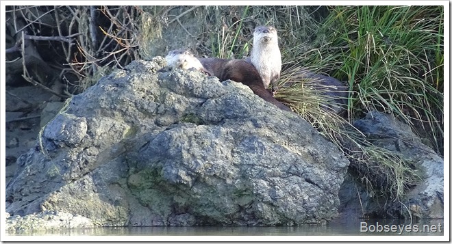 otters