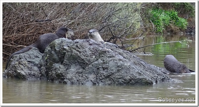 otters