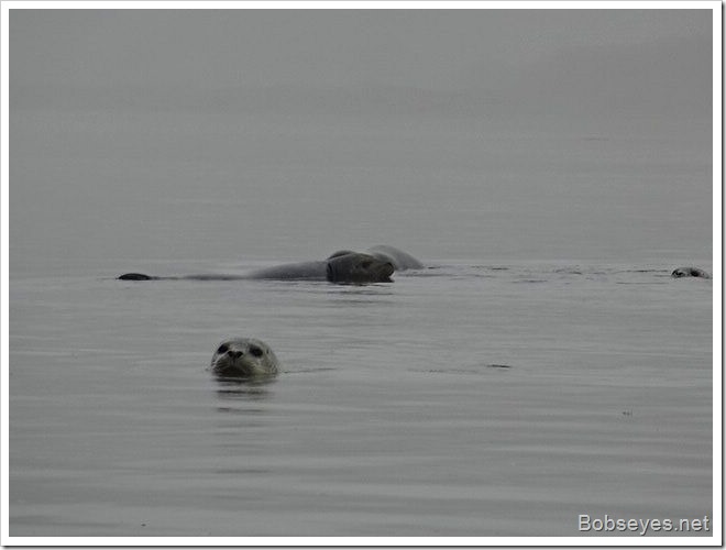 seals