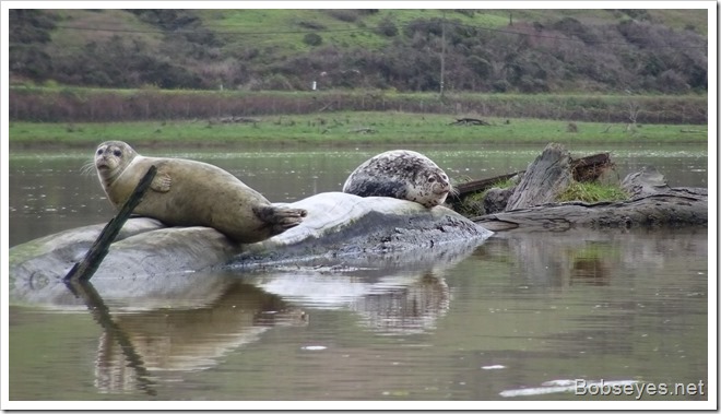 seals