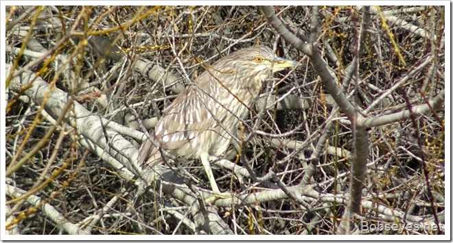 bittern