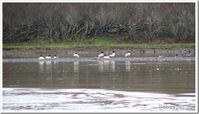 gansers