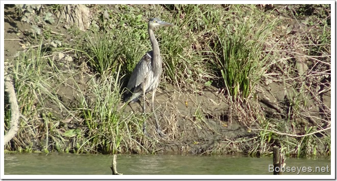 heron